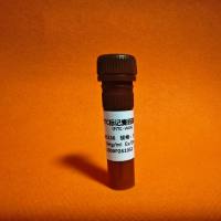 FITC-WGA (FITC labeled Wheat Germ Agglutinin) FITC标记麦胚凝集素
