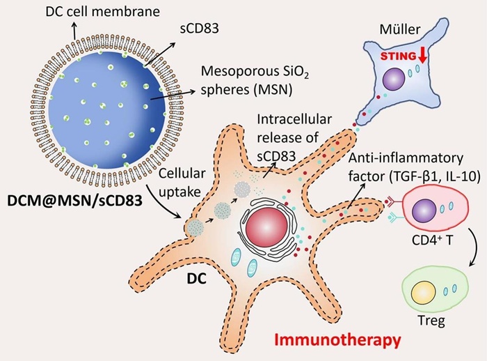 ApogeeFlow纳米流式仪文章分享,山东大学团队发表在Biomaterials Advances “Biomimetic mesoporous silica nanosphere ameliorate experimental autoimmune uveitis by delivering sCD83”