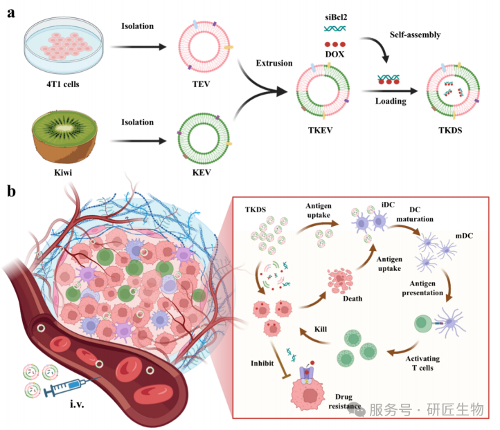 杂交囊泡IF=15《Journal of Nanobiotechnology》｜上海海洋大学刘克海团队在构建跨物种杂交囊泡 TKEV，实现肿瘤靶向和免疫激活双重能力