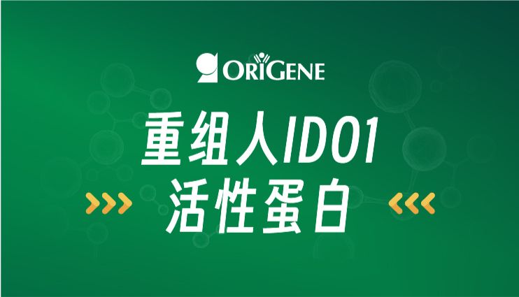 重组人IDO1活性蛋白——解码肿瘤免疫逃逸的"色氨酸阀门"