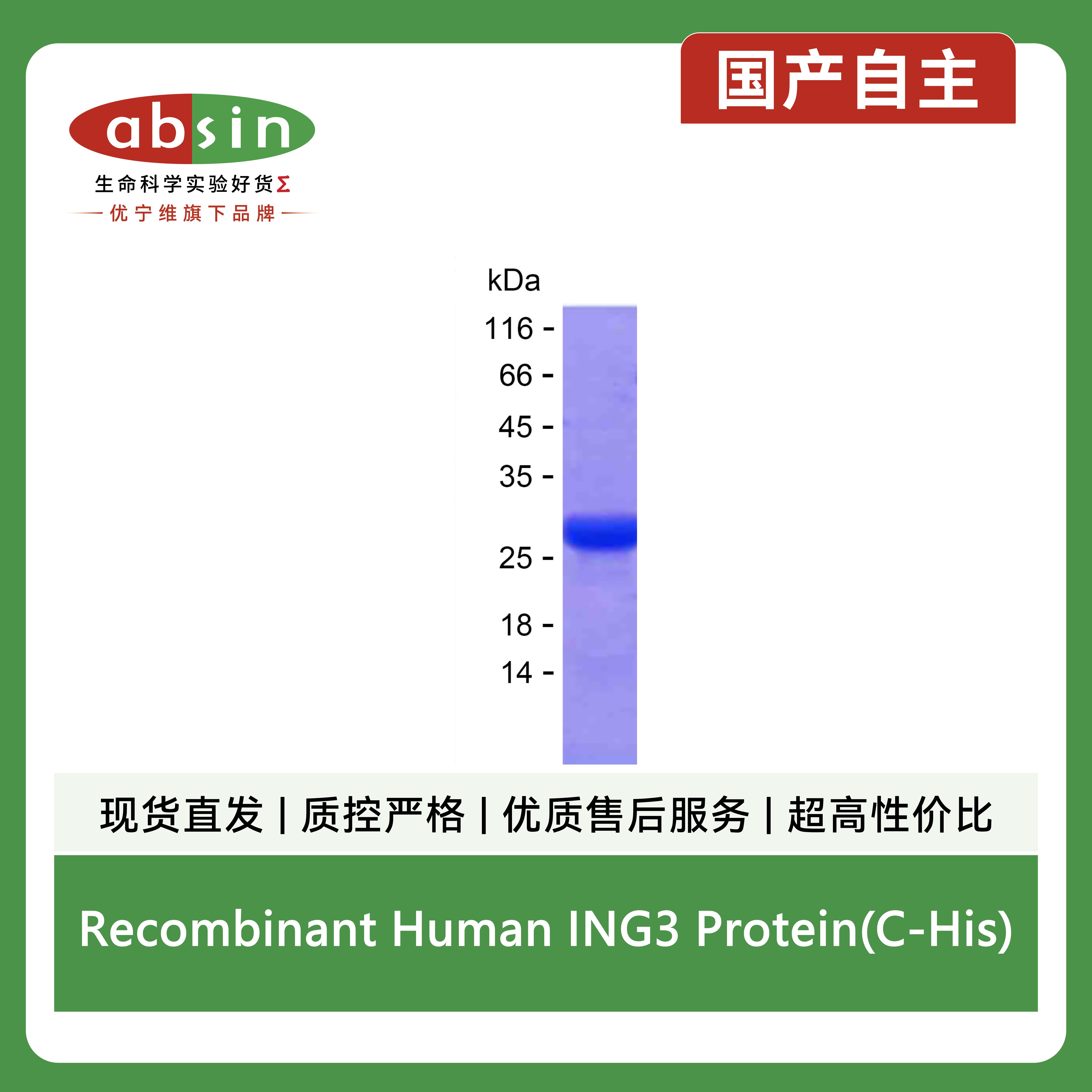 Recombinant Human ING3 Protein(C-His)产品图