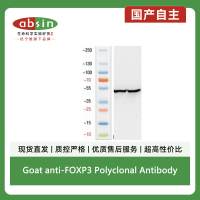 Goat anti-FOXP3 Polyclonal Antibody