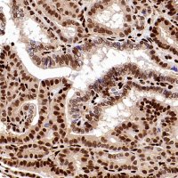 Rabbit anti-SAMHD1 Recombinant Monoclonal Antibody(S-2401-25)