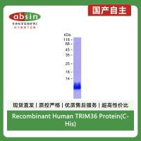 Recombinant Human TRIM36 Protein(C-His)
