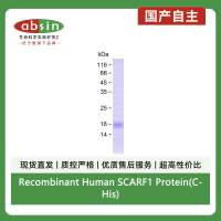 Recombinant Human SCARF1 Protein(C-His)