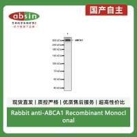Rabbit anti-ABCA1 Recombinant Monoclonal Antibody(S-1887-25)