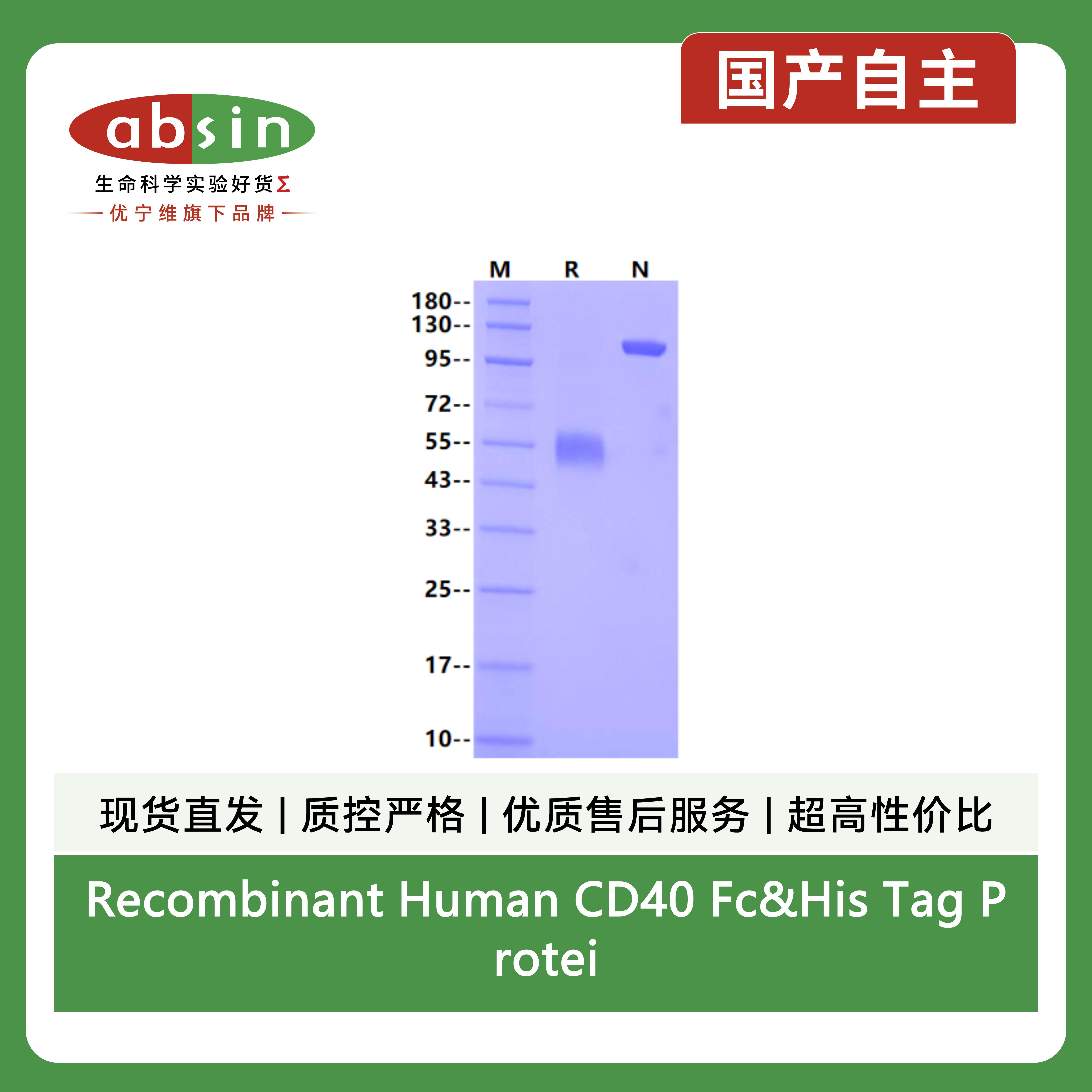 Recombinant Human CD40 Fc&His Tag Protein产品图