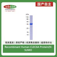 Recombinant Human CLEC6A Protein(N-SUMO & C-His)