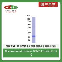 Recombinant Human TGM6 Protein(C-His)