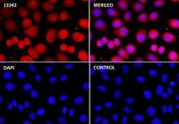 Rabbit anti-Phospho-c-Myc (T58+S62) Monoclonal Antibody