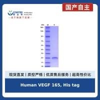 Human VEGF 165, His tag