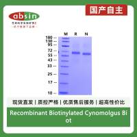 Recombinant Biotinylated Cynomolgus Biotinylated LILRB2/CD85d/ILT4 His&Avi Tag Protein(Avi Tag,His Tag)