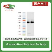 Goat anti-NeuN Polyclonal Antibody