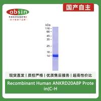 Recombinant Human ANKRD20A8P Protein(C-His)