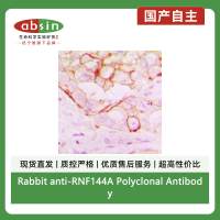 Rabbit anti-RNF144A Polyclonal Antibody