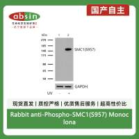Rabbit anti-Phospho-SMC1(S957) Monoclonal Antibody
