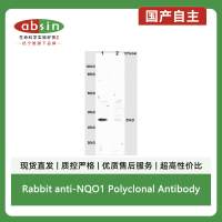Rabbit anti-NQO1 Polyclonal Antibody