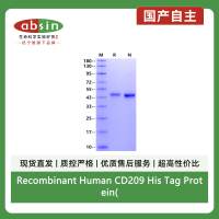 Recombinant Human CD209 His Tag Protein(His Tag)