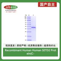 Recombinant Human Human SETD2 Protein(C-His Tag)