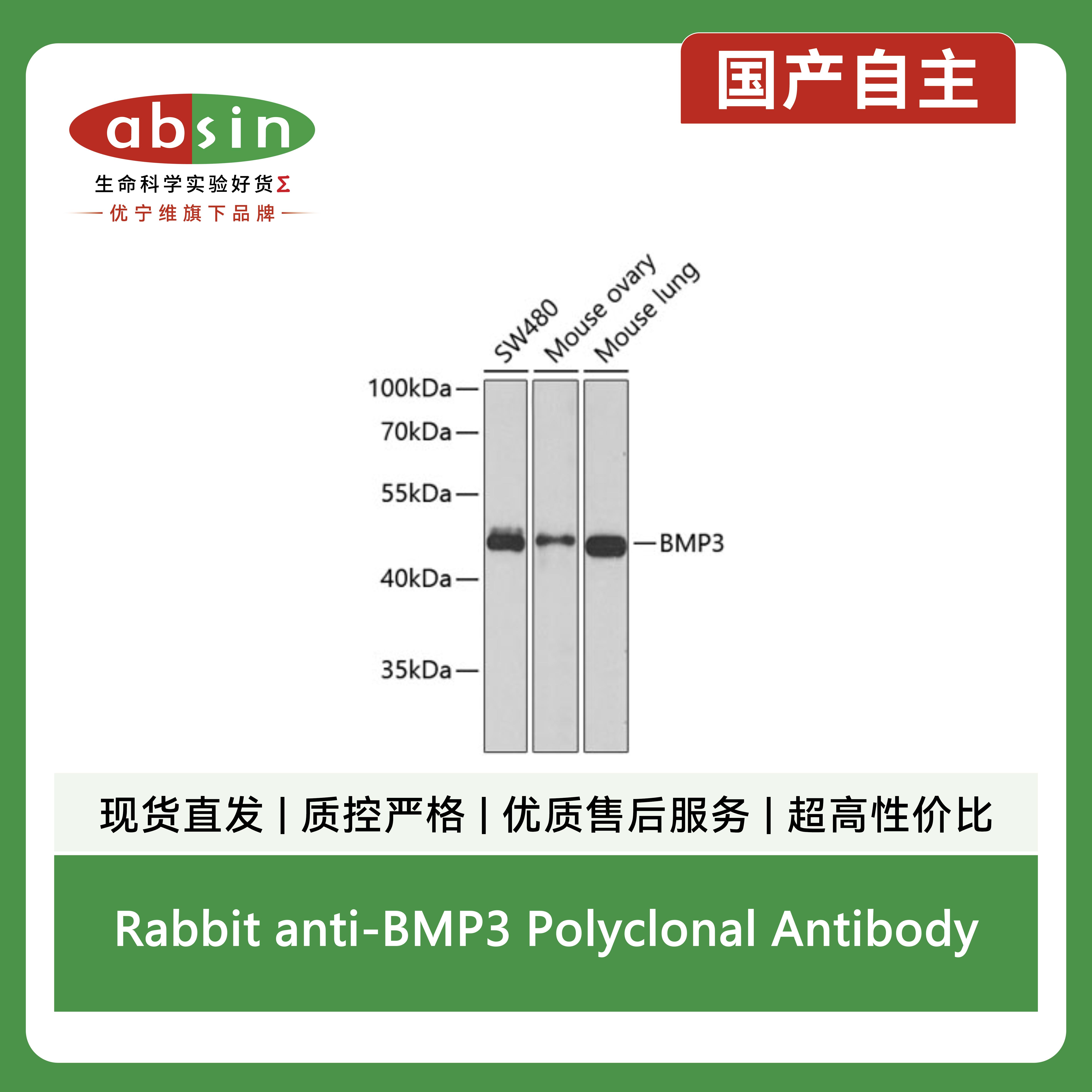 Rabbit anti-BMP3 Polyclonal Antibody产品图