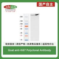 Goat anti-Ki67 Polyclonal Antibody