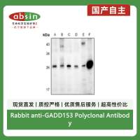 Rabbit anti-GADD153 Polyclonal Antibody