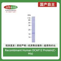 Recombinant Human DCAF12 Protein(C-His)