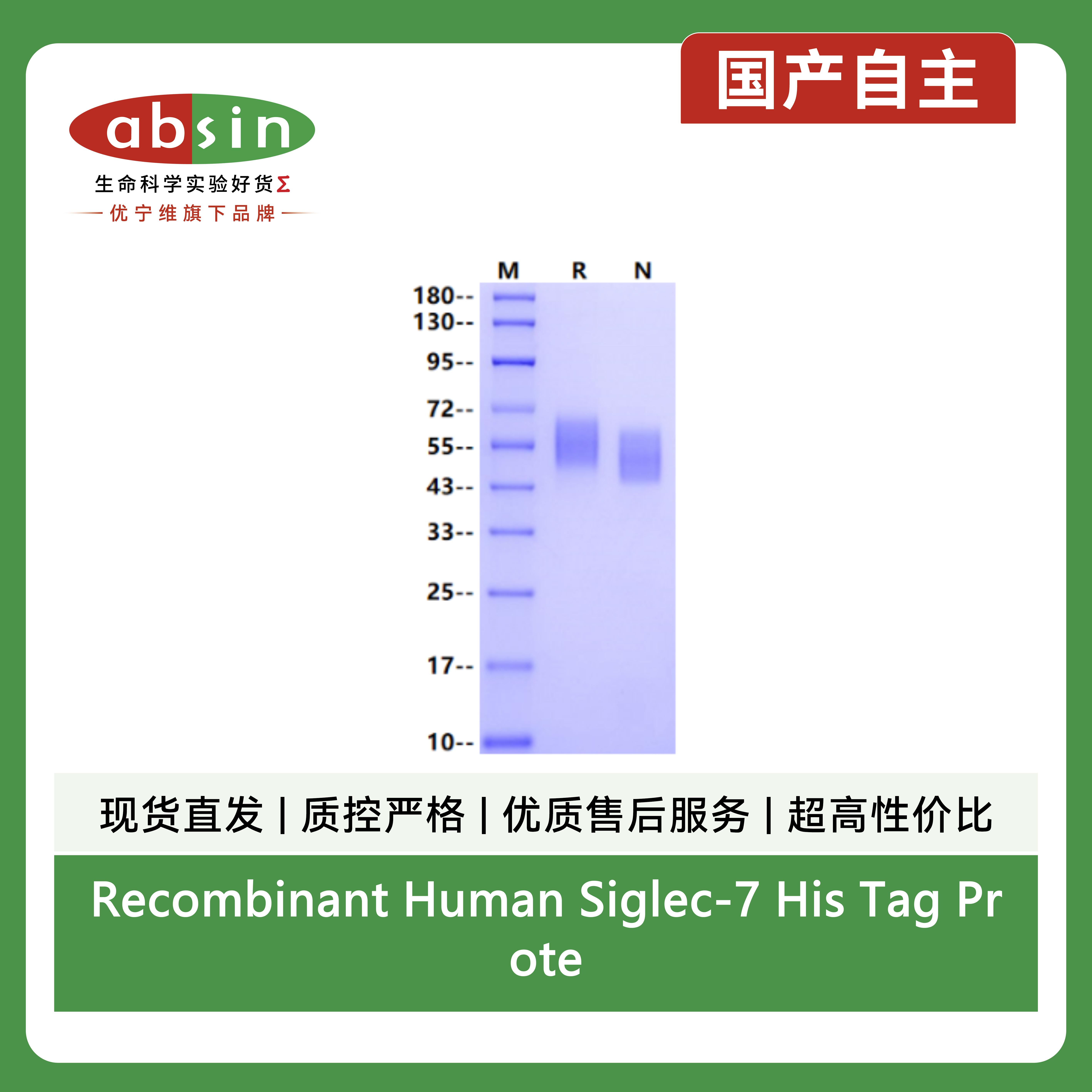 Recombinant Human Siglec-7 His Tag Protein(His Tag)产品图