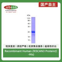Recombinant Human ZKSCAN3 Protein(C-His)