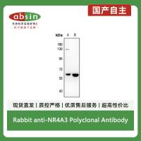 Rabbit anti-NR4A3 Polyclonal Antibody