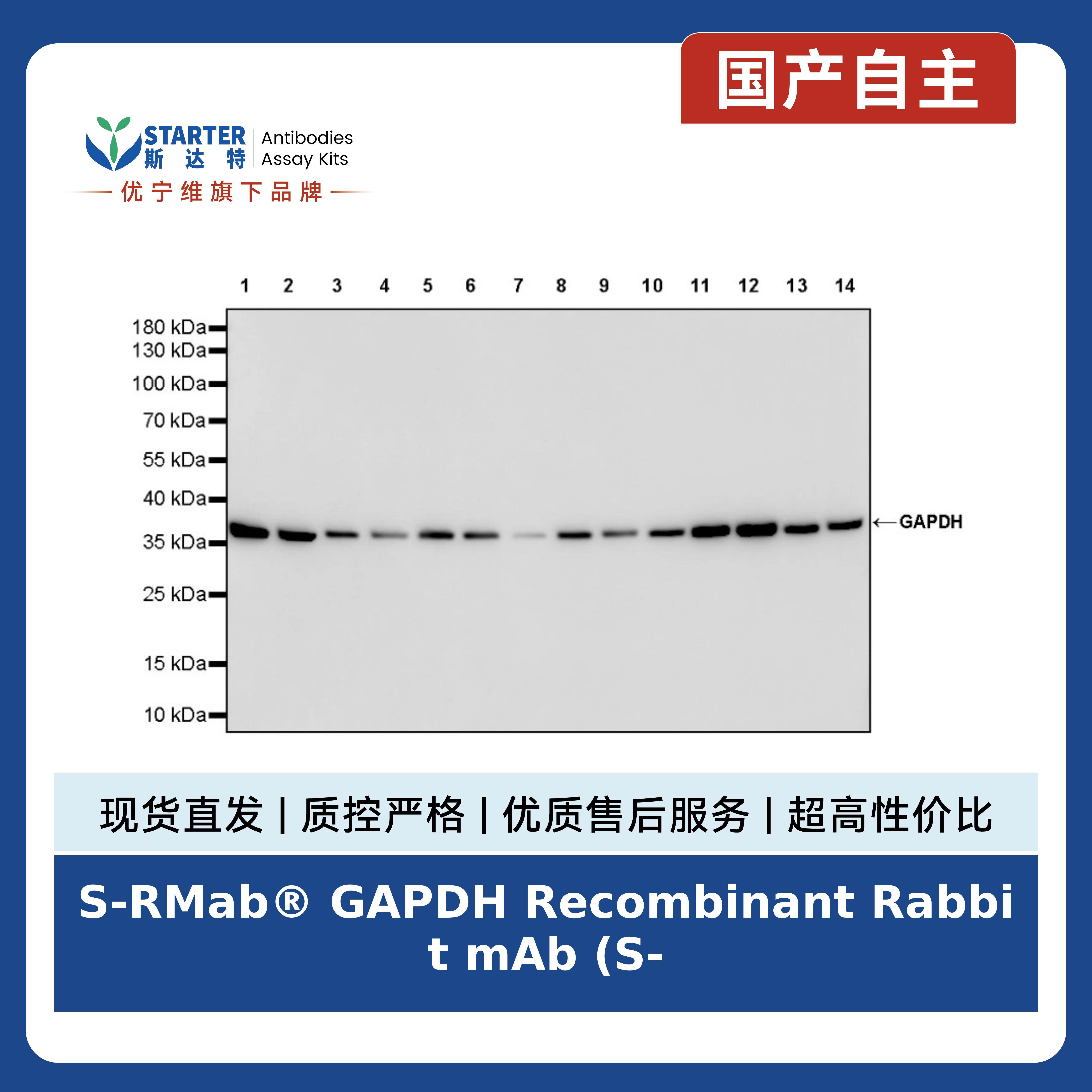S-RMab® GAPDH Recombinant Rabbit mAb (S-240-147)