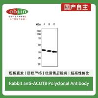 Rabbit anti-ACOT8 Polyclonal Antibody