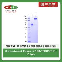 Recombinant Mouse 4-1BB/TNFRSF9 Fc Chimera Protein(Human Fc Tag)