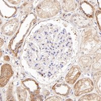 Rabbit anti-PPIF/Cyclophilin F Recombinant Monoclonal Antibody(S-2043-61)
