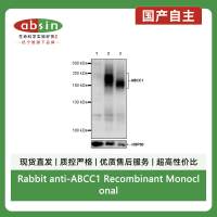 Rabbit anti-ABCC1 Recombinant Monoclonal Antibody(S-2254-35)