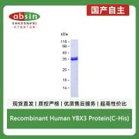 Recombinant Human YBX3 Protein(C-His)