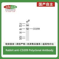 Rabbit anti-CD209 Polyclonal Antibody
