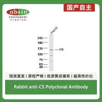 Rabbit anti-C5 Polyclonal Antibody