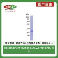 Recombinant Human NACC2 Protein(C-His)