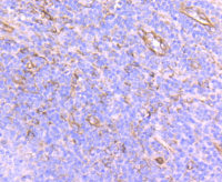 Rabbit anti-SEC23A Recombinant Monoclonal Antibody