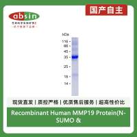 Recombinant Human MMP19 Protein(N-SUMO & C-His)
