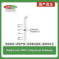 Rabbit anti-DRD1 Polyclonal Antibody