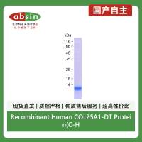Recombinant Human COL25A1-DT Protein(C-His)