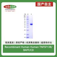 Recombinant Human Human TNFSF13B/BAFF/CD257 Protein(N-hFc)