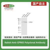 Rabbit Anti-GPR65 Polyclonal Antibody