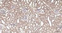 Rabbit anti-GPR30 Polyclonal Antibody