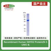 Recombinant Human SMYD2 Protein(N-SUMO & N-His)