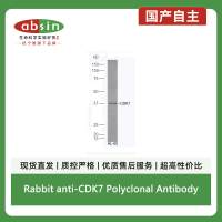 Rabbit anti-CDK7 Polyclonal Antibody