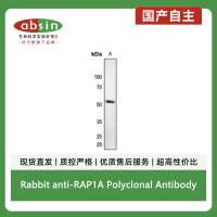 Rabbit anti-RAP1A Polyclonal Antibody