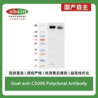 Goat anti-CD206 Polyclonal Antibody